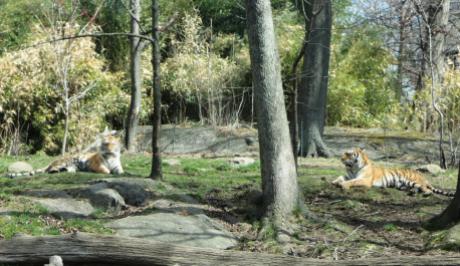 Tiger buddies rest together