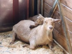Baby Nigerian Dwarf Goat Chewbacca rests on her mom.