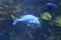 A resident of the giant ocean tank.